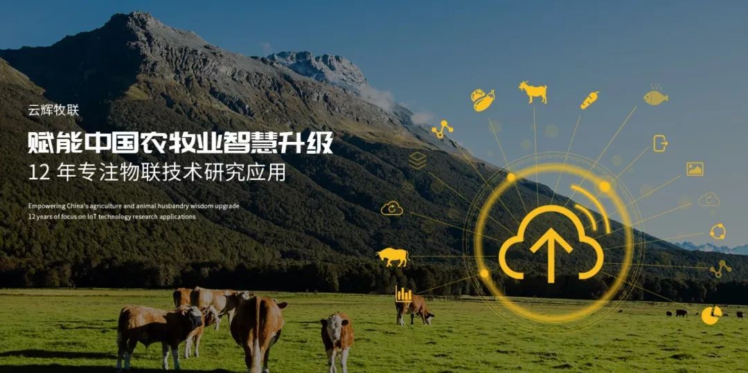 一頭牛只需20秒，2個人就能完成肉牛自動稱重 分群