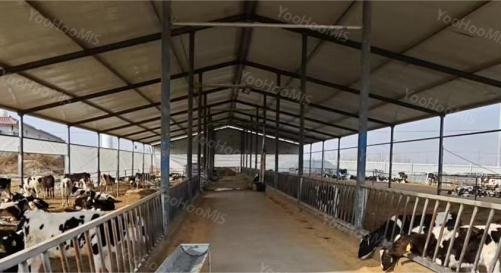 智慧防疫，守護健康，云輝牧聯(lián)助力動物疫病防控