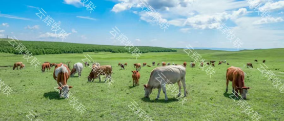云輝牧聯(lián)AI智能識(shí)別，引領(lǐng)動(dòng)物無(wú)疫區(qū)數(shù)字化建設(shè)