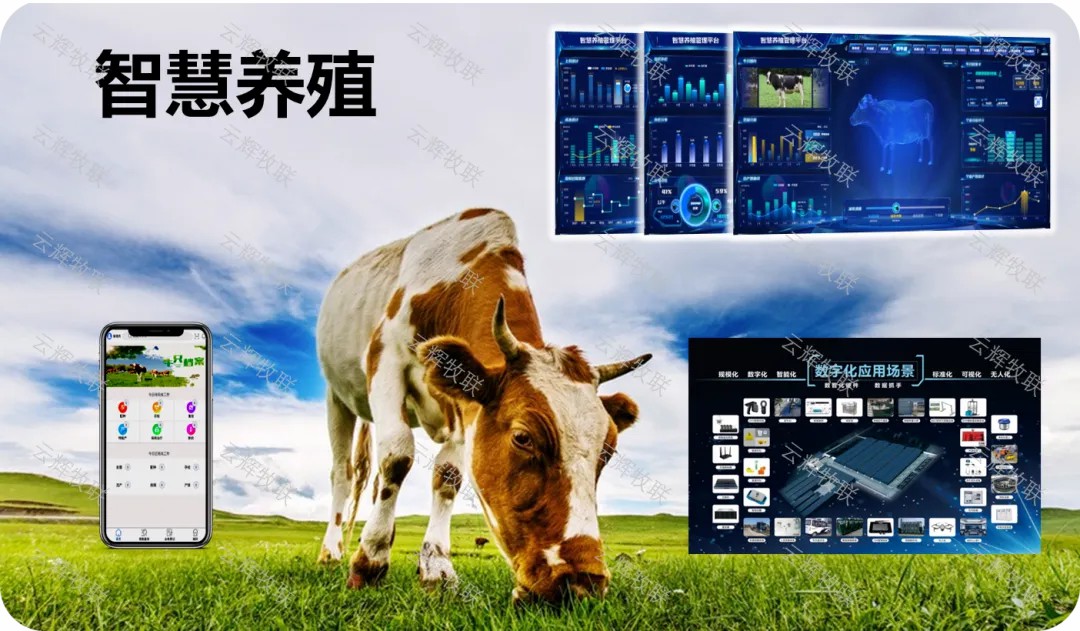 創(chuàng)新破局，合力前行，云輝牧聯(lián)以新質(zhì)生產(chǎn)力賦能肉牛產(chǎn)業(yè)振興